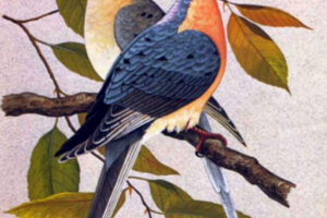 Wandering dove - madár törölte a föld arcát